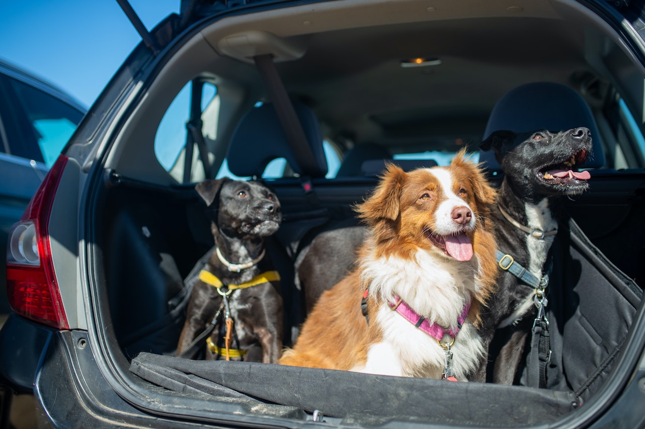 Pets no carro: o que diz a lei e como levá-los